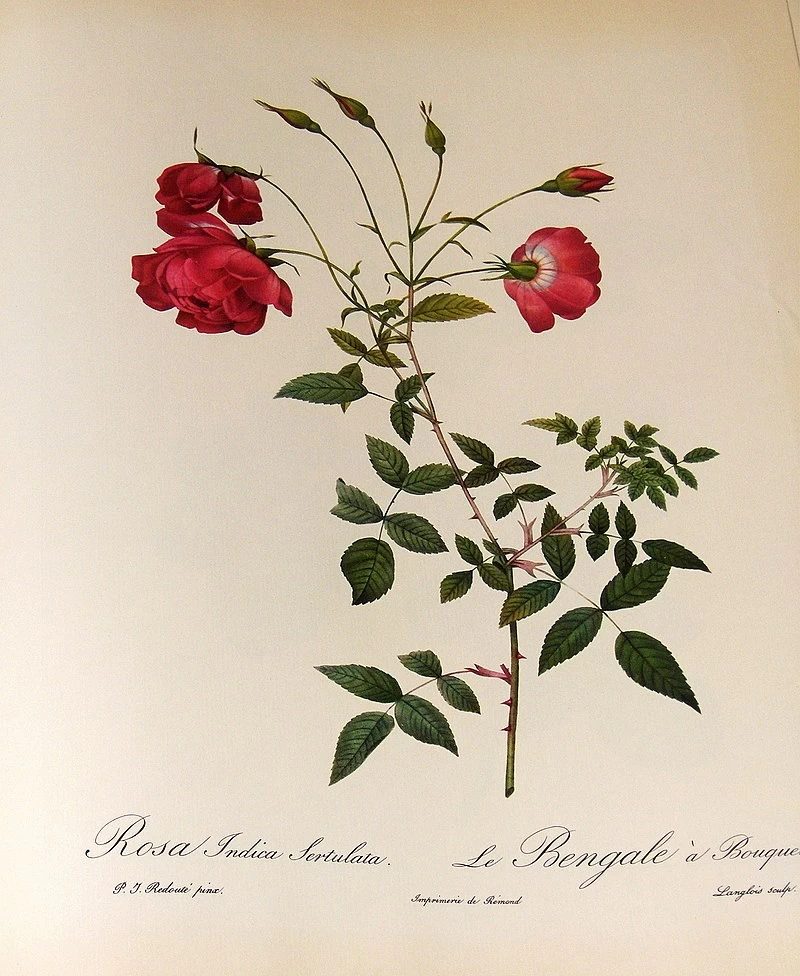 Rosa indica Sertulata